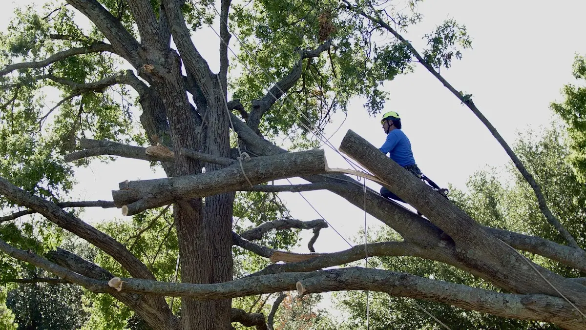 Professional Crown Thinning performed by certified arborists in Archie