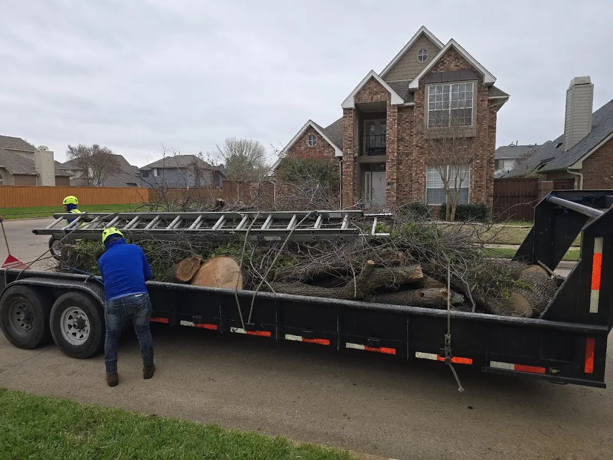 Expert Tree Removal with proper safety equipment in Archie